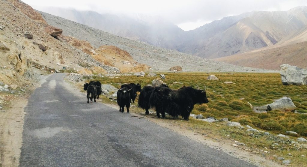 What Should You Know About the Langtang Valley Trek?