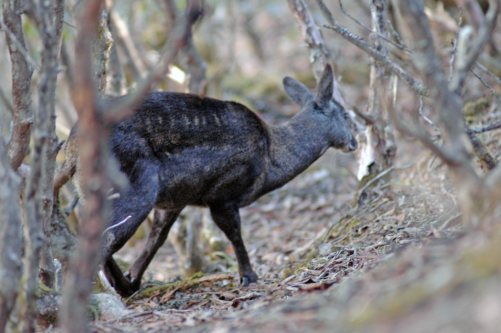 What Are the Best Treks in Nepal for Wildlife and Bird Watching